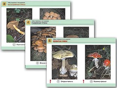 Комплект таблиц раздаточных "Грибы съедобные и несъедобные" (цветные, ламинированные, А4, 8 штук) - fgospostavki.ru - Нижневартовск