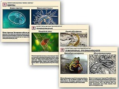 Комплект таблиц раздаточных "Ядовитые животные" - fgospostavki.ru - Нижневартовск