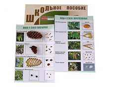 Коллекция "Шишки, плоды, семена деревьев и кустарников" - fgospostavki.ru - Нижневартовск
