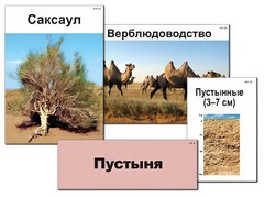 Модель-аппликация "Природные зоны России" (ламинированная) - fgospostavki.ru - Нижневартовск