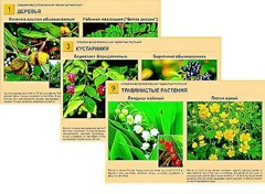 Гербарий фотографический "Ядовитые растения" - fgospostavki.ru - Нижневартовск