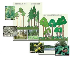 Гербарий фотографический "Растительные сообщества. Лес" (раздаточный) - fgospostavki.ru - Нижневартовск