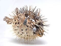 Сухой препарат "Еж-рыба морская" - fgospostavki.ru - Нижневартовск