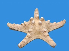 Сухой препарат "Звезда морская" - fgospostavki.ru - Нижневартовск