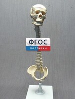 Модель "Позвоночник с черепом и тазом" - fgospostavki.ru - Нижневартовск