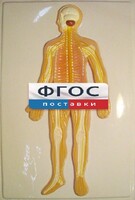 Модель барельефная "Нервная система человека" - fgospostavki.ru - Нижневартовск