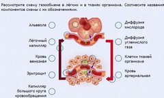Интерактивные курсы. Биология 9 класс. Расширенный. - fgospostavki.ru - Нижневартовск