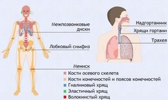 Интерактивные курсы. Биология 9 класс. Базовый. - fgospostavki.ru - Нижневартовск