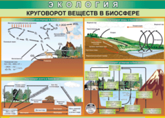 Таблица "Круговорот веществ в биосфере" (100х140 сантиметров, винил) - fgospostavki.ru - Нижневартовск