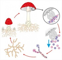 Модель-аппликация Размножение шляпочного гриба - fgospostavki.ru - Нижневартовск