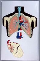 Модель барельефная "Строение легких" - fgospostavki.ru - Нижневартовск