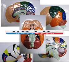 Модель барельефная "Доли, извилины, цитоархитектонические поля головного мозга" (5 планшетов) - fgospostavki.ru - Нижневартовск