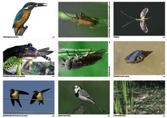 Комплект таблиц Природные зоны России. Сообщества (комплект 18 таблиц) - fgospostavki.ru - Нижневартовск