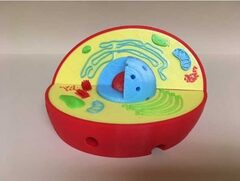 Модель растительной клетки - fgospostavki.ru - Нижневартовск