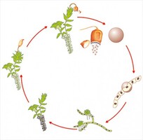 Модель-аппликация Размножение мха - fgospostavki.ru - Нижневартовск