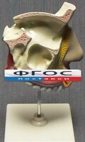 Модель "Разрез носоглотки" - fgospostavki.ru - Нижневартовск