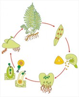 Модель-аппликация Размножение папоротника - fgospostavki.ru - Нижневартовск
