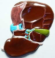 Модель барельефная "Печень" (висцеральная поверхность) - fgospostavki.ru - Нижневартовск