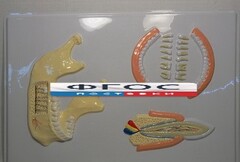 Модель барельефная "Челюсть человека" - fgospostavki.ru - Нижневартовск