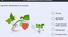 Интерактивные курсы. Биология 7 класс. Расширенный. - fgospostavki.ru - Нижневартовск
