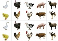 Комплект карточек "Запоминай, играй, считай" - Домашние животные - fgospostavki.ru - Нижневартовск