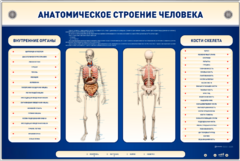 Электрифицированный стенд-тренажер c макетом скелета "Анатомическое строение человека" - fgospostavki.ru - Нижневартовск