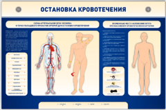 Электрифицированный стенд-тренажер "Остановка кровотечения" - fgospostavki.ru - Нижневартовск