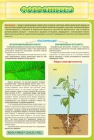 Стенд "Фотосинтез" - fgospostavki.ru - Нижневартовск