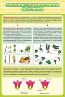 Стенд "Способы размножения растений" - fgospostavki.ru - Нижневартовск