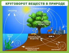 Стенд "Круговорот веществ" - fgospostavki.ru - Нижневартовск