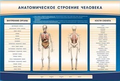 Электрифицированный стенд-тренажер c макетом скелета "Анатомическое строение человека" - fgospostavki.ru - Нижневартовск