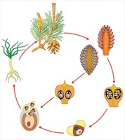 Модель-аппликация Размножение сосны - fgospostavki.ru - Нижневартовск