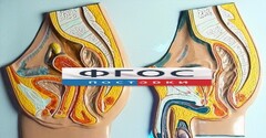 Модель барельефная "Таз мужской и таз женский" - fgospostavki.ru - Нижневартовск