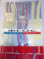 Модель барельефная "Ворсинка кишечная с сосудистым руслом" - fgospostavki.ru - Нижневартовск