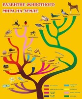 Стенд "Развитие животного мира на земле" - fgospostavki.ru - Нижневартовск