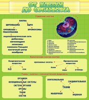 Стенд "От клетки до организма" - fgospostavki.ru - Нижневартовск