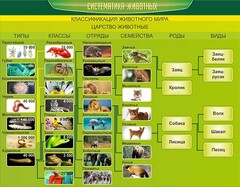 Стенд "Систематика животных" - fgospostavki.ru - Нижневартовск