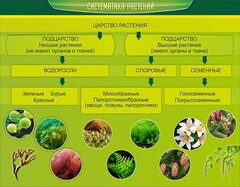 Стенд "Систематика растений" - fgospostavki.ru - Нижневартовск