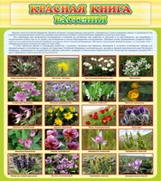 Стенд "Красная книга - растения" - fgospostavki.ru - Нижневартовск