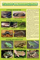 Стенд "Класс земноводные" - fgospostavki.ru - Нижневартовск
