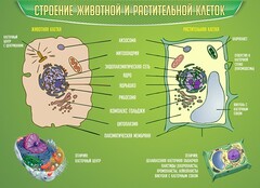 Стенд "Строение животной и растительной клеток" - fgospostavki.ru - Нижневартовск