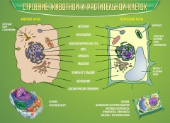  Биология - fgospostavki.ru - Нижневартовск
