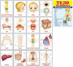 Раздаточные карточки "Тело человека" - fgospostavki.ru - Нижневартовск