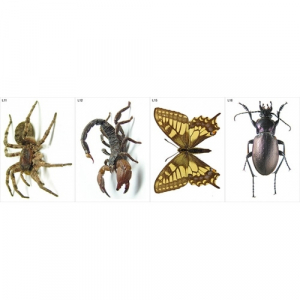 Модель-аппликация Многообразие беспозвоночных - fgospostavki.ru - Нижневартовск