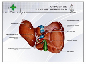 Стенд "Строение печени человека" - fgospostavki.ru - Нижневартовск