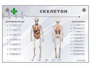 Электрифицированный стенд-тренажер "Скелетон" - fgospostavki.ru - Нижневартовск