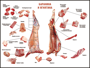 Таблица "Правила разделки мясных туш. Баранина и ягнятина" (100х140 сантиметров, винил) - fgospostavki.ru - Нижневартовск
