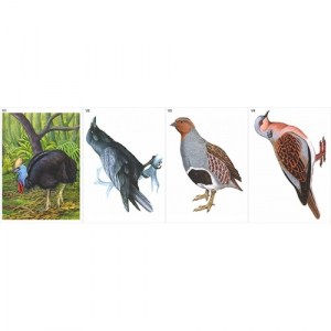 Модель-аппликация Многообразие хордовых. Птицы  - fgospostavki.ru - Нижневартовск