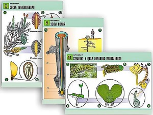 Комплект таблиц по биологии демонстрационных "Ботаника 1" (12 таблиц, формат А1, ламинированные) - fgospostavki.ru - Нижневартовск