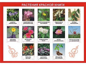 Таблица демонстрационная "Растения Красной книги" (винил 70*100) - fgospostavki.ru - Нижневартовск
